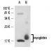 myoglobin Antibody (F-9) - Western Blotting - Image 15439