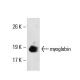 myoglobin Antibody (F-9) - Western Blotting - Image 17728 