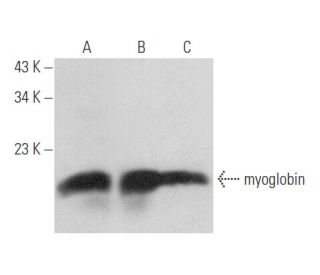 myoglobin Antibody (F-9) - Western Blotting - Image 357765 