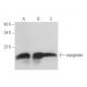myoglobin Antibody (F-9) - Western Blotting - Image 357765 