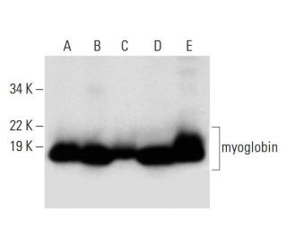 western blotting image from recommended myoglobin (A-6) monoclonal antibody replacement. Image 291969