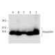 western blotting image from recommended myoglobin (A-6) monoclonal antibody replacement. Image 291969