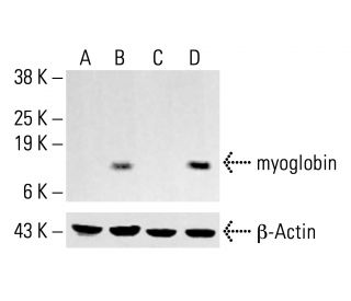 myoglobin Antibody (6) - Western Blotting - Image 413392 
