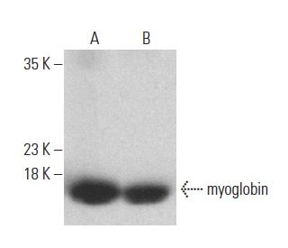 myoglobin Antibody (A-6) - Western Blotting - Image 400035