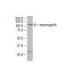 myomegalin Antibody (S-17) - Western Blotting - Image 34292 