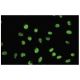 Myoneurin Antibody (JB-17) - Immunofluorescence - Image 35789