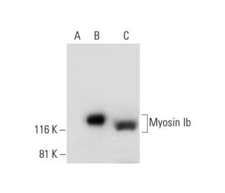 Myosin Ib Antibody (F-8) - Western Blotting - Image 291999Each CRISPR/Cas9 Knockout (KO) Plasmid product consists of a pool of 3 plasmids designed to ensure identification and cleavage of a specific gene for maximum knockout efficiency. Each plasmid encodes a unique 20 nt sequence derived from the GeCKO (v2) library.