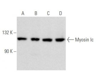 Myosin Ic Antibody (13) - Western Blotting - Image 355798 