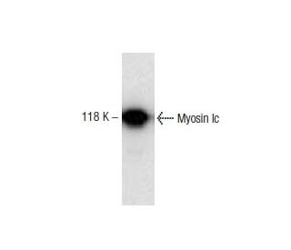 Myosin Ic Antibody (13) - Western Blotting - Image 133329