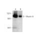 Myosin Id Antibody (H-1) - Western Blotting - Image 344732 