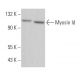 Myosin Id Antibody (H-1) - Western Blotting - Image 364541 