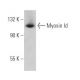 Myosin Id Antibody (H-1) - Western Blotting - Image 366678