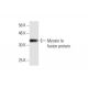 Myosin Ie Antibody (7A5) - Western Blotting - Image 348552