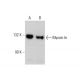 Myosin Ie Antibody (7A5) - Western Blotting - Image 384279 