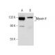 Myosin If Antibody (B-5) - Western Blotting - Image 158981 