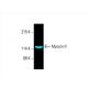 Myosin If Antibody (B-5) - Western Blotting - Image 392277 
