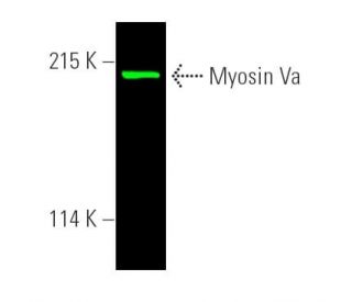 western blotting image from recommended Myosin Va (G-4) monoclonal antibody replacement. Image 390005