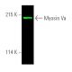 Dieser polyklonale Antikörper wird nicht mehr hergestellt. Wir empfehlen Ihnen unseren <a href="myosin-va-antibody-g-4">Myosin Va (G-4)</a> monoklonalen Antikörper (Beispielsdaten werden angezeigt). western blotting image from recommended Myosin Va (G-4) monoclonal antibody replacement. Image 390005
