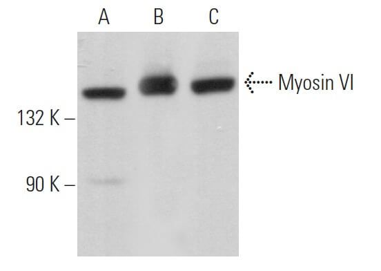 Myosin VI Antibody (A-9) | SCBT - Santa Cruz Biotechnology