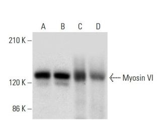Myosin VI Antibody (G-6) - Western Blotting - Image 306568 