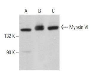 western blotting image from recommended Myosin VI (A-9) monoclonal antibody replacement. Image 368330