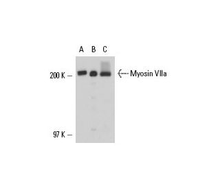 Myosin VIIa Antibody (C-5) - Western Blotting - Image 17383 