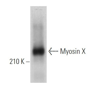 Myosin X Antibody (C-1) | SCBT - Santa Cruz Biotechnology