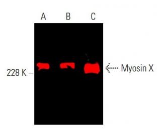 myosin-x-antibody-c-1-western-