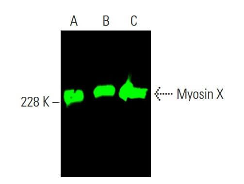 Myosin X Antibody (C-1) | SCBT - Santa Cruz Biotechnology