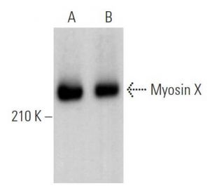 Myosin X Antibody (C-1) - Western Blotting - Image 363781