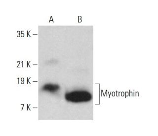 Myotrophin Antibody (A-10) - Western Blotting - Image 378151 