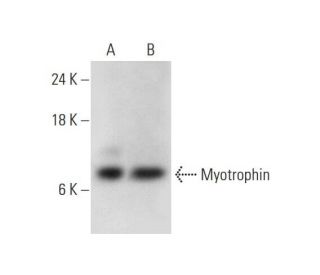 Myotrophin Antibody (B-9) - Western Blotting - Image 331186 