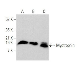 Myotrophin Antibody (D-3) - Western Blotting - Image 384346 