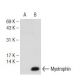 Myotrophin Antibody (E-2) - Western Blotting - Image 108883