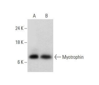 Myotrophin Antibody (E-2) - Western Blotting - Image 331187 