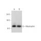 Myotrophin Antibody (E-2) - Western Blotting - Image 331187 