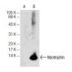 Myotrophin Antibody (F-10) - Western Blotting - Image 72581