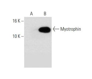 Myotrophin Antibody (F-6) - Western Blotting - Image 74539