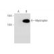 Myotrophin Antibody (F-6) - Western Blotting - Image 74539