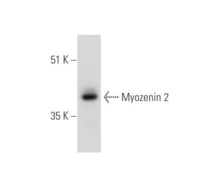 Myozenin 2 Antibody (G-2) - Western Blotting - Image 333683 