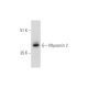 Myozenin 2 Antibody (G-2) - Western Blotting - Image 333683 
