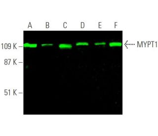 MYPT1 Antibody (C-6) - Western Blotting - Image 375735 