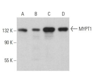 MYPT1 Antibody (C-6) - Western Blotting - Image 379295 