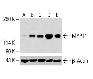 MYPT1 Antibody (C-6) - Western Blotting - Image 415629