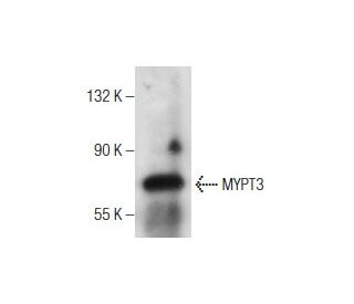 MYPT3 Antibody (E-6) - Western Blotting - Image 164122 