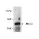 MYPT3 Antibody (E-6) - Western Blotting - Image 164122 