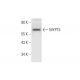 MYPT3 Antibody (E-6) - Western Blotting - Image 299437