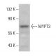 MYPT3 Antibody (E-6) - Western Blotting - Image 376197 