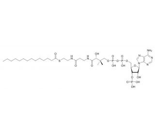 Myristoyl coenzyme A Sodium Salt (CAS 3130-72-1) - chemical structure image