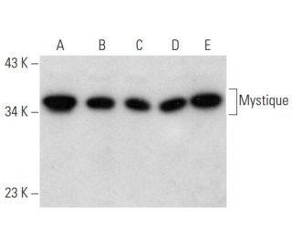 Mystique Antibody (B-8) - Western Blotting - Image 354248